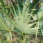 Borassus flabellifer leaf picture by RIYAZ (రియాజ్) PASHA (పాషా) (cc-by-sa)