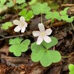 Oxalis montana flower picture by Marilyse Goulet (cc-by-sa)