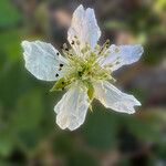 Rubus echinatus flower picture by Jacques Rocquet (cc-by-sa)