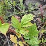 Geum aleppicum leaf picture by Юрий Басов (cc-by-sa)