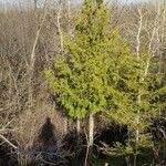 Thuja occidentalis habit picture by brigitte mathieu (cc-by-sa)