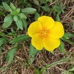 Ludwigia grandiflora flower picture by José Penalba (cc-by-sa)