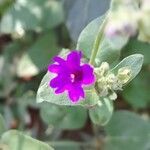 Mirabilis ovata flower picture by Trap Hers (cc-by-sa)