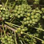 Aralia excelsa fruit picture by Nelson Zamora Villalobos (cc-by-nc)