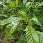 Psychotria nervosa fruit picture by Eric (cc-by-sa)