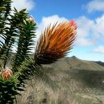 Chuquiraga jussieui flower picture by Fabien Anthelme (cc-by-sa)