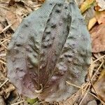 Tipularia discolor leaf picture by Heather Herb (cc-by-sa)