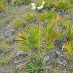 Yucca filamentosa habit picture by Matthew Horrigan (cc-by-sa)