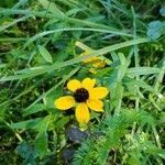 Rudbeckia triloba flower picture by Hannah Prokop (cc-by-sa)