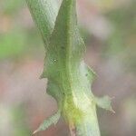 Cichorium endivia leaf picture by Stefana Popova (cc-by-sa)