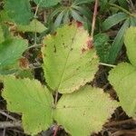 Rubus imbricatus leaf picture by Jérôme Armand (cc-by-sa)