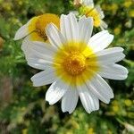 Glebionis coronaria flower picture by Ochoa Hueso Raúl (cc-by-sa)