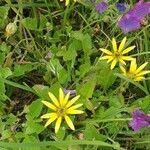 Arctotheca calendula habit picture by joselu_4 (cc-by-sa)