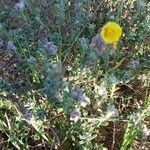 Helianthemum hirtum leaf picture by Giovanni Benvenuto (cc-by-sa)