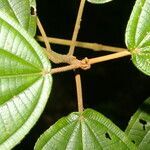 Miconia bubalina leaf picture by Nelson Zamora Villalobos (cc-by-nc)