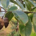 Lafoensia pacari fruit picture by Ely Oliveira (cc-by-sa)