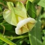 Trichodesma marsabiticum flower picture by susan brown (cc-by-sa)