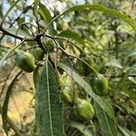 Solanum aviculare fruit picture by Jessy Wonder (cc-by-sa)