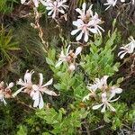 Bejaria racemosa flower picture by Irma Torres (cc-by-sa)