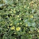 Brassica nigra flower picture by Martin Sanford (cc-by-sa)