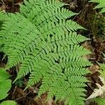 Dryopteris intermedia leaf picture by Kassie Slotty (cc-by-sa)