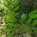 Streptopus lanceolatus leaf picture by Perry Perry Rancourt (cc-by-sa)