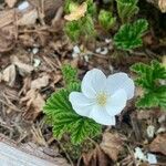 Rubus chamaemorus flower picture by Magnus Puutiainen (cc-by-sa)