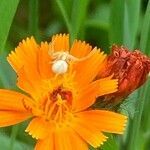 Pilosella aurantiaca flower picture by Karin Klumpp (cc-by-sa)