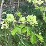 Ulmus pumila flower picture by K G (cc-by-sa)