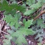 Hydrophyllum virginianum leaf picture by Bowling Tim (cc-by-sa)