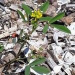 Melilotus sulcatus habit picture by Emmanuel Cosson (cc-by-sa)