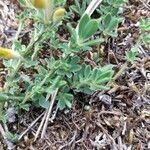 Cytisus decumbens leaf picture by beurny (cc-by-sa)