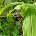 Maianthemum racemosum flower picture by Erin Froehlich (cc-by-sa)