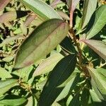 Forsythia viridissima leaf picture by susan mathis (cc-by-sa)