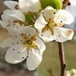 Pyrus communis flower picture by Manuëlle (cc-by-sa)