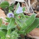 Echium parviflorum leaf picture by Sergio costantini (cc-by-sa)