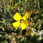 Cistus ocymoides flower picture by Prieta Javier (cc-by-sa)