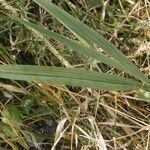 Gladiolus illyricus leaf picture by Uxeli (cc-by-sa)