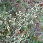 Artemisia campestris fruit picture by Thibaut Durr (cc-by-sa)