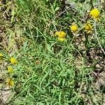 Helenium donianum habit picture by Trap Hers (cc-by-sa)