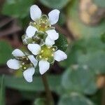 Cochlearia danica flower picture by Anne-Marie Jegou (cc-by-sa)