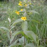 Lysimachia vulgaris habit picture by John Walsh (cc-by-sa)