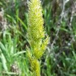 Phalaris angusta flower picture by Trap Hers (cc-by-sa)