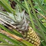 Ananas comosus fruit picture by Afonso Bárbara (cc-by-sa)