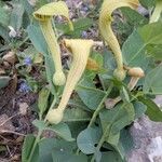 Aristolochia fontanesii leaf picture by Maamar MEKAOUCHA (cc-by-sa)