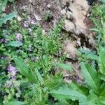 Rumex conglomeratus flower picture by Lucie Gaspari (cc-by-sa)