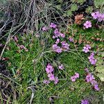 Silene acaulis habit picture by Fabien Anthelme (cc-by-sa)