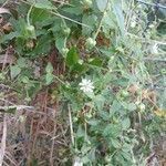 Stellaria media fruit picture by Wim Huysmans (cc-by-sa)