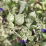 Silene conica fruit picture by eric wessels (cc-by-sa)