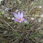 Colchicum longifolium flower picture by Denis Bastianelli (cc-by-sa)